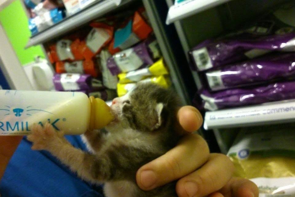 Cabinet Vétérinaire des Promenades - Tierarzt in Genf