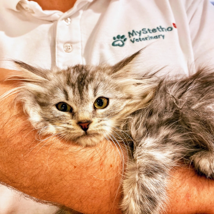 Cabinet vétérinaire MVET - Tierarzt in Genf