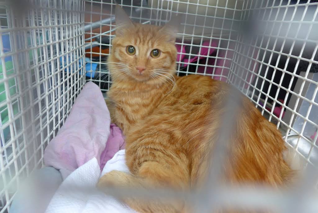 Cabinet vétérinaire de Chêne-Bougeries S.A - Tierarzt in Genf