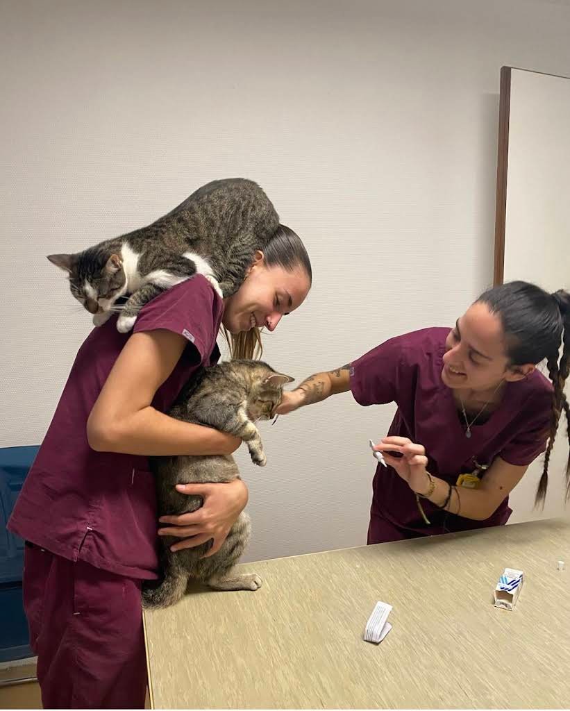 Cabinet vétérinaire du Léman Sàrl - Vétérinaire in Lausanne
