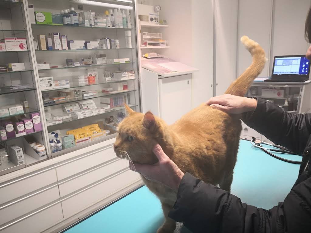 Dr med vet Kleintierpraxis Grünfeld - Tierarzt in Basel