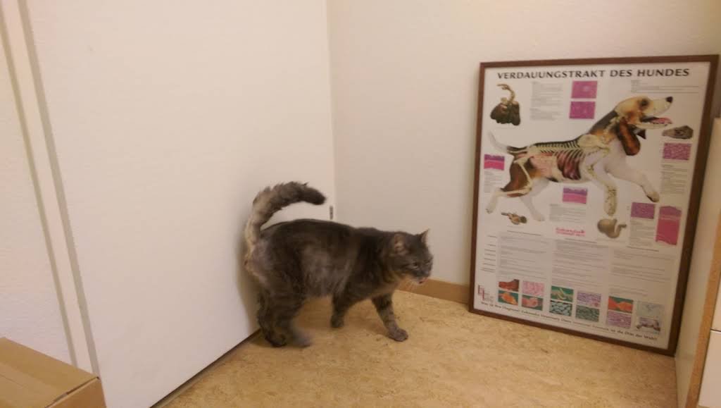 Kleintierpraxis Bachgraben - Allschwil - Tierarzt in Basel