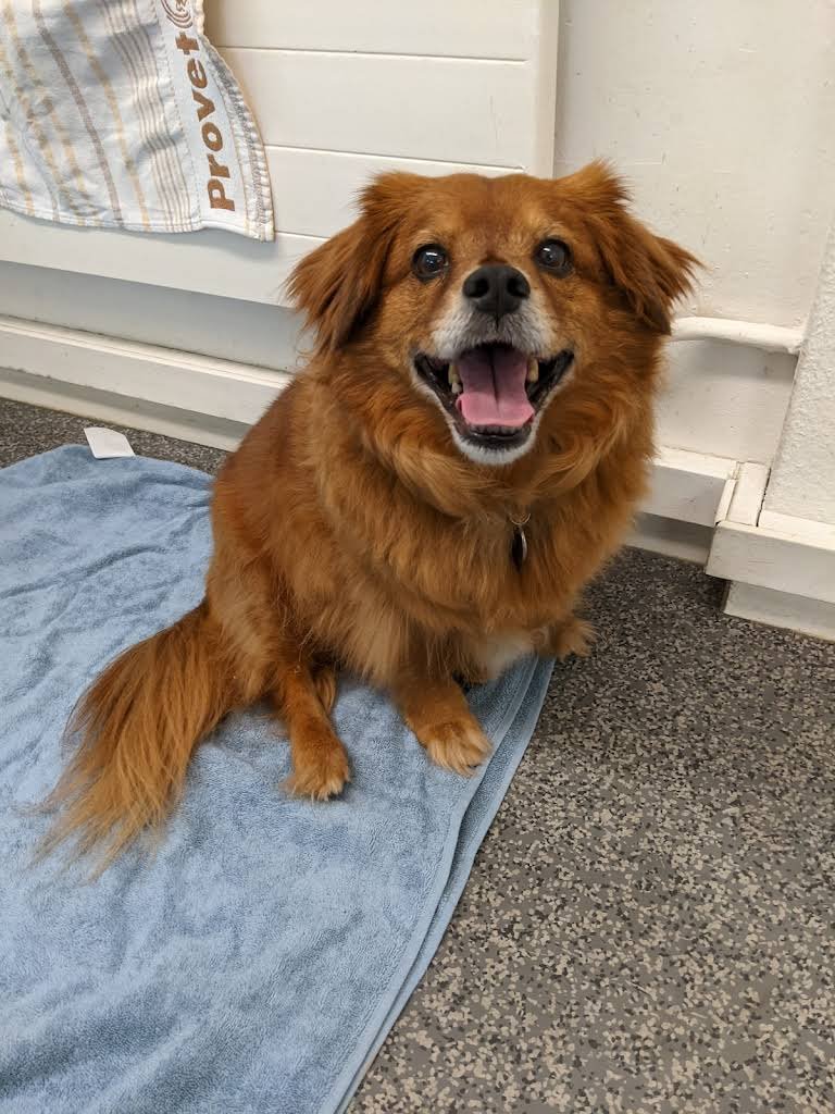 Kleintierpraxis Freiestrasse AG - Tierarzt in Zürich