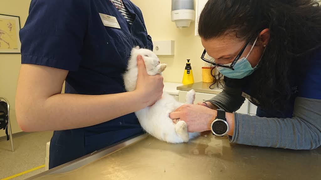 Kleintierpraxis Letzi AG - Tierarzt in Zürich