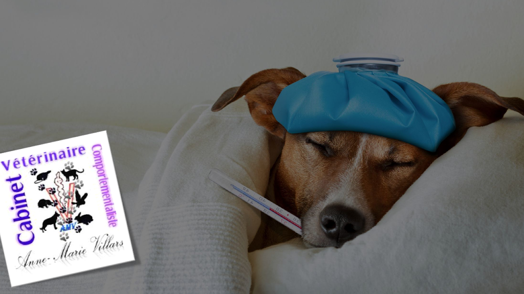 Médecin-Vétérinaire & Comportementaliste Anne-Marie Villars - Vétérinaire in Lausanne