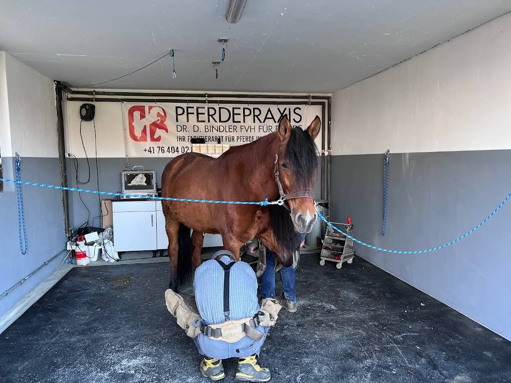 Pferdepraxis Dr D Bindler FVH AG - Tierarzt in Basel