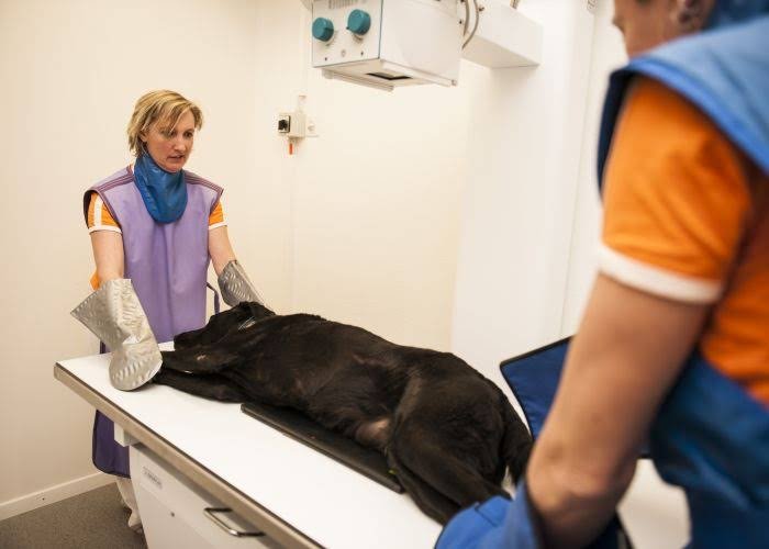 Praxis für das Tier GmbH - Tierarzt in Winterthur