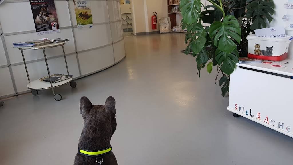 VETCARE veterinary clinic - Tierarzt in Basel