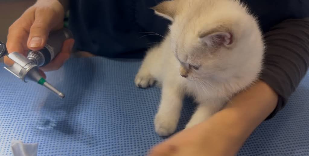 Veterinary Office of Clos de la Fonderie - Tierarzt in Genf