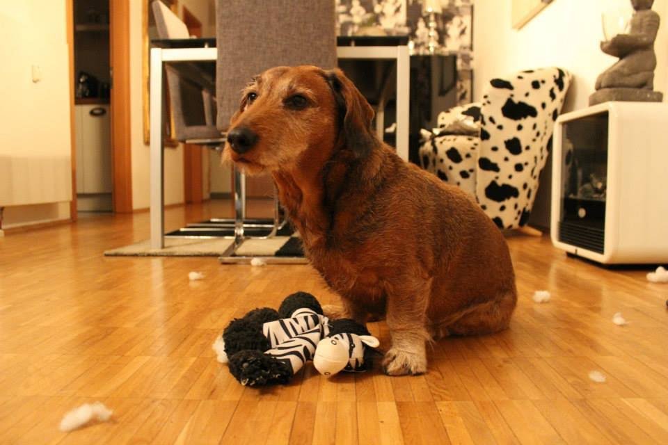Dr med vet Anne Arnold - Tierärzte in Bochum