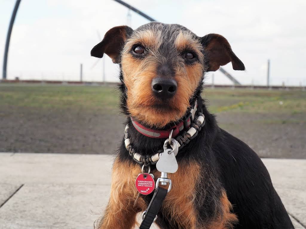 Veterinary Practice for small animals - Tierärzte in Bochum